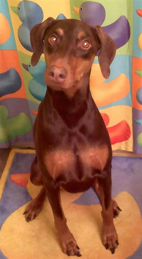 We are a miniature dachshund only breeder in the upstate of south carolina. Sascha Colorado Springs, CO (With images) | Doberman ...