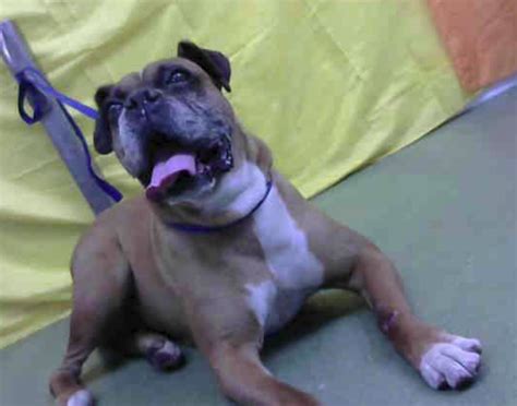 DEVORE, CA - EUTH LIST | Animal shelter, Dogs, Pets
