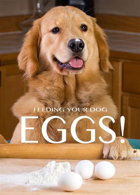 Whether you want a completely cooked boiled egg or a slightly softer boiled egg, use this trusted timeline: Pin on 5Holistic Pets