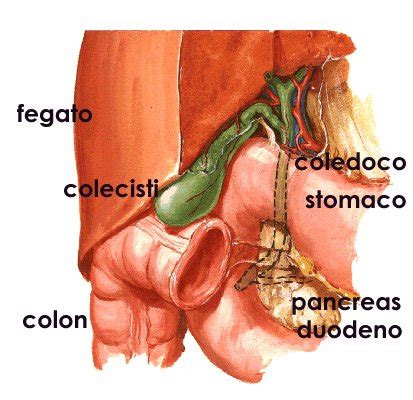 L'alimentazione ideale per coloro che soffrono di calcoli alla cistifellea, o per coloro che la volessero prevenire, si basa su delle linee guida generali facilmente perseguibili: Cause calcoli biliari (colecisti o cistifellea). Sintomi ...