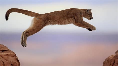 Dann kann der vergleich etwas anders ausfallen. Puma verirrt sich in Garage - Ranger befreien Tier