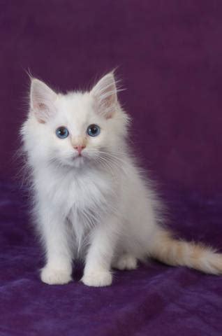 She's half maine coon and half tabby cat and i've had her since she was a kitten. Huggable Kissable Ragdoll Kittens 1 Left FOR SALE ADOPTION ...