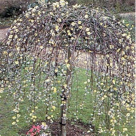 Good dwarf small weeping cherry blossom trees for small. Dwarf Weeping Kilmarnock Willow Trees for Sale Online ...