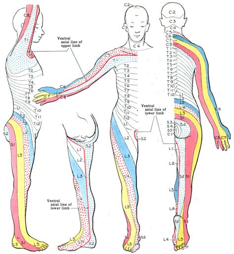 We have over 65,000 students all all the Dermatome (Anatomy) - Wikipedia - Printable Dermatome Map ...