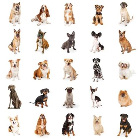 We did not find results for: Most People Can't Identify 10 Dog Breeds On This Picture ...