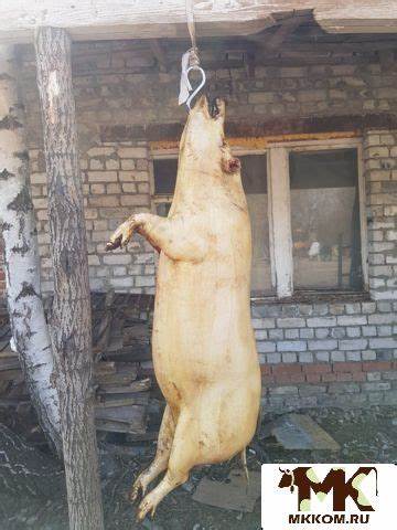 Мясо свинины от 200 руб в Рязани | Частные объявления Картинка - Мясо свинины от 200 руб в Рязани | Частные объявления