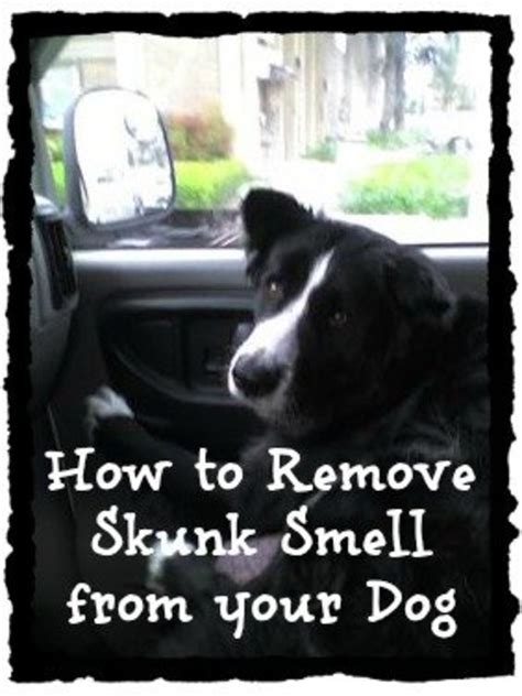 Do not do it where your dog is sleeping because if ingested in large amounts it can cause gastrointestinal problems. How to Do Puppy Vaccinations and Give Your Puppies Shots ...