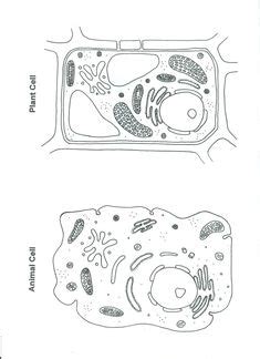 Plant and animal cell coloring sheet. Plant Cell Coloring Sheet. This is a great image to trace ...
