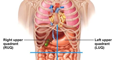 Vector art, clipart and stock vectors. Male Anatomy Diagram | Wallpapers Quality