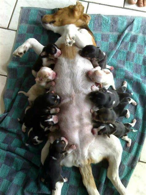 Go on to discover millions of awesome videos and pictures in thousands of other categories. Hungry Puppies! #breastfeeding | Animals | Pinterest | Breastfeeding, Puppys and Style