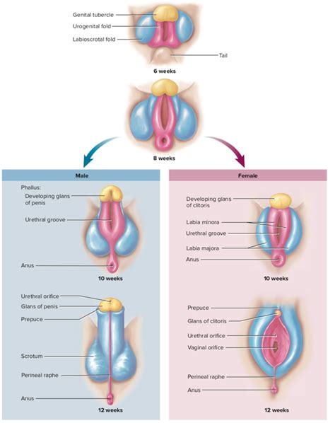 Oct 14, 2020 · read also: Are there any similarities between male and female ...