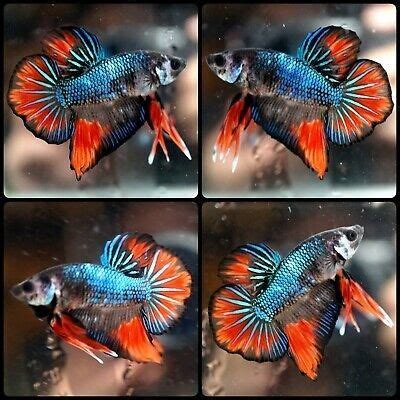 13 amazing fact about betta fish. Pin by A.F. on E-bay's prettiest bettas | Betta fish ...