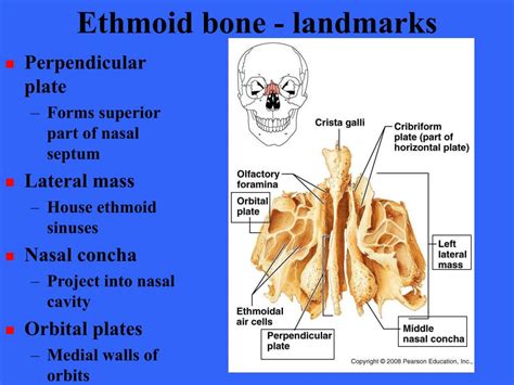 The cranial bone that the ethmoid bone articulates with posteriorly. PPT - THE SKELETON PowerPoint Presentation - ID:176647