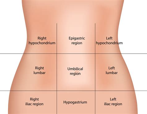 Detta är en online quiz som heter label the anatomy in the quadrants. iliac region - Liberal Dictionary