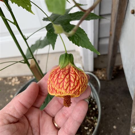 Of course not a maple at all, but the leaf just remotely resembles the shape of a red maple leaf, but it is like a hardy hibiscus, of which it is a close relative. Biltmore Ballgown a Flowering Maple in Priscilla's garden ...