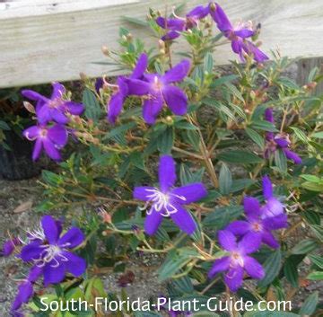 The flowers are hermaphrodite and are pollinated by insects.suitable ph: Dwarf Tibouchina