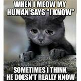 We created a parent category called cat memes we will post more clean cat memes. 100+ Funny Cat Memes That Will Make You Laugh ...
