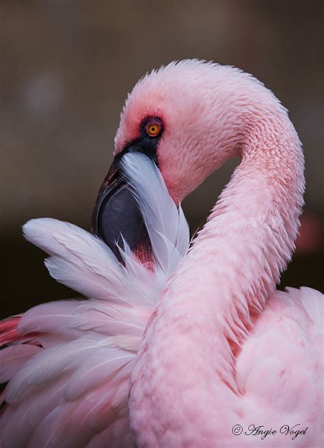 We did not find results for: Lesser Flamingo | This beautiful pink flamingo is one of ...