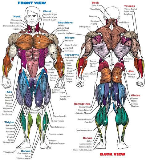 Note that there are 8 points instead of 7 because one study had both male and female groups, and i represented them separately on this chart. Muscle Anatomy Bodybuilding Book Muscle Anatomy Book Human ...