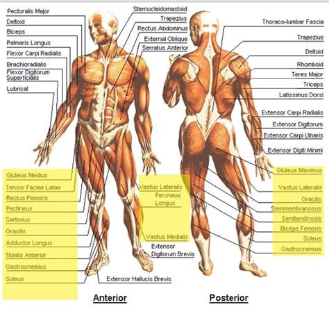 Each type of muscle tissue in the human body has a unique structure and a specific role. Know your body and how it works - so you can work with it! | Muscle diagram, Muscle anatomy ...