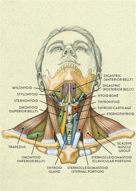 The neck muscles, including the sternocleidomastoid and the trapezius, are responsible for the gross motor movement in the muscular system of the head and neck. Muscles of the Neck and Torso - Classic Human Anatomy in ...