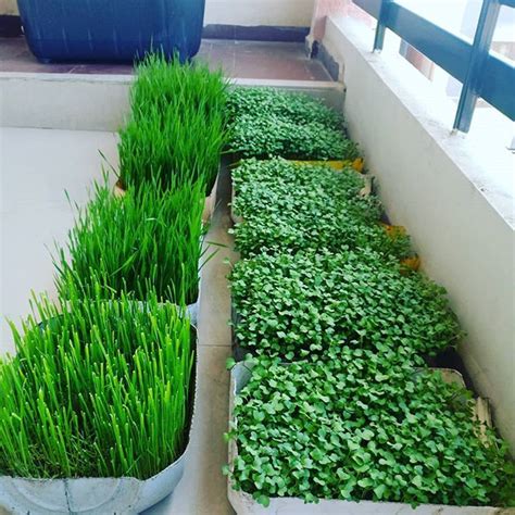 See more ideas about wheat grass, wheatgrass benefits, growing wheat grass. My #Balcony #Microgreens and #Wheatgrass in full bloom. | Wheat grass, Bloom, Instagram