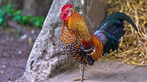 Pimp, male, drake, invite, chicken, weaving, drumstick, billy goat, male wasps. Pria Ini Merasa Jika Dirinya Merupakan Ayam Jantan ...