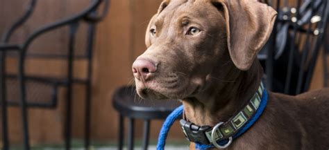 The humane society of deaf smith county, stray hearts animal the truth is that the puppies transferred to colorado puppy rescue were not bred for profit. Retriever Rescue of Colorado, Adopt a Dog, Adoption ...