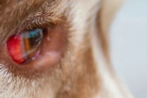 White eyes are caused by the effect of lighting. Whites of Eyes Turn Red in dog: Causes and Treatment | All about dogs