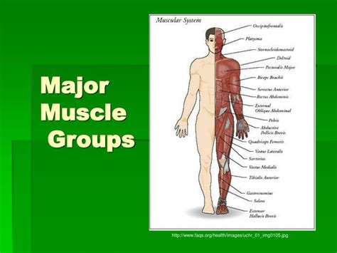 The names of arm and hand. PPT - Major Muscle Groups PowerPoint Presentation - ID:370352