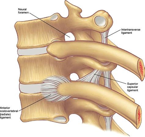 Study chest anatomy using smart web & mobile flashcards created by top students, teachers, and professors. Figure 5 from Relevant surgical anatomy of the chest wall. - Semantic Scholar