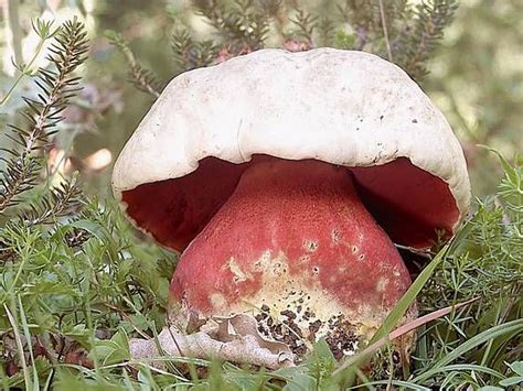 More images for boletus satanas picture » Boletus satanas | Stuffed mushrooms, Mushroom pictures ...