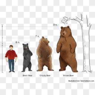 We did not find results for: Comparison Of Commonly Found Bears And Their Sizes ...