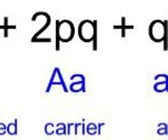 The population does not need to be in equilibrium. The Hardy Weinberg Equation Pogil Answers : Hardy Weinberg ...