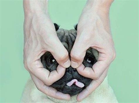 Ein neuer schutzvertrag geschlossen werden kann. Hunde Welpen Bilder Zum Ausdrucken Kostenlos Herunterladen ...