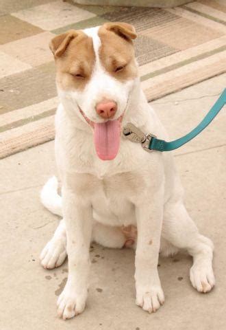 Dogs queensland purebred pedigree ankc registered british bulldog pups red and white british miniature bull terriers we have 2 beautiful brindle girls for sale pure breed miniature bull terrier pups. American Bulldog Mix / Shar-Pei for Sale in Stanton ...