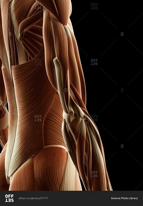 With major muscle names, front and back. Digital illustration of a side view of right human arm ...