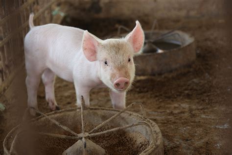 Avec porc ou cochon video porno extreme luxuretv. Pour la première fois, des poumons bio-artificiels ont été greffés avec succès à des cochons