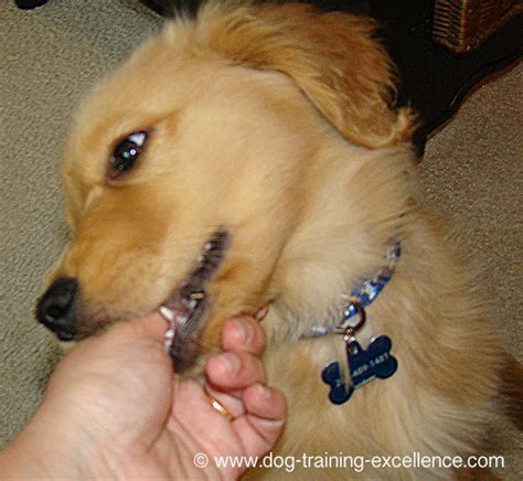 Add this video to your web page. Best Golden Retriever Training Guide