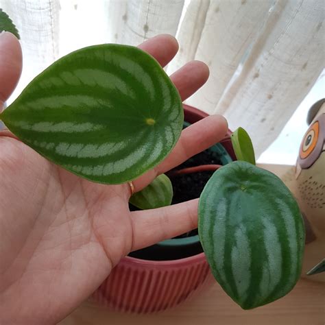 Native to south american rainforests, peperomia grow in the cool understory of the rainforest. Peperomia sandersii, Watermelon Peperomia in GardenTags ...