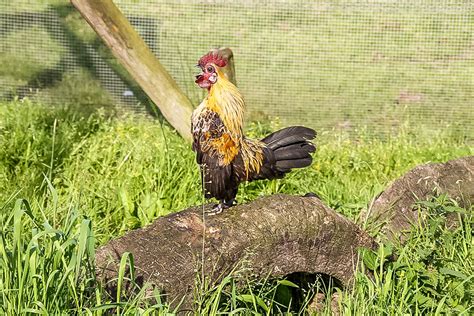 Es gibt schweine, ziegen, schafe, esel, kaninchen. Federvieh - Haustierpark Werdum