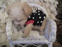 A poodle allowed to … tiny toy poodle teddy bear faces short little legs and ...