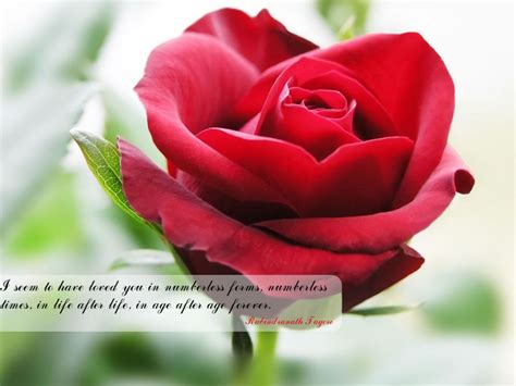 Ahmad hamad originally shared to beautiful pictures beautiful pictures. Red flower with quotes | Beautiful red roses, Most ...