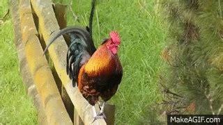 They will often start crowing when a loud sound startles them or if another rooster in the area is considered a threat. Rooster GIF - Find & Share on GIPHY