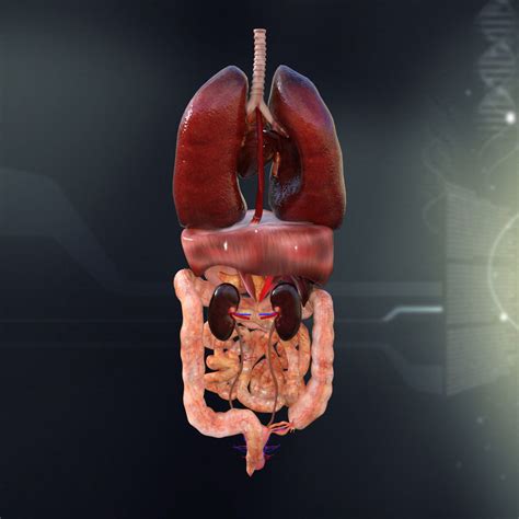 Constriction between the body and the cervix. Human Female Internal Organs Anatomy 3D Model MAX OBJ 3DS FBX C4D LWO LW LWS | CGTrader.com