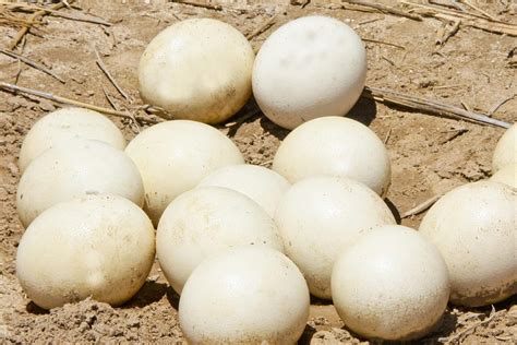 Check spelling or type a new query. Safari Ostrich Farm | Ostrich Egg Predators