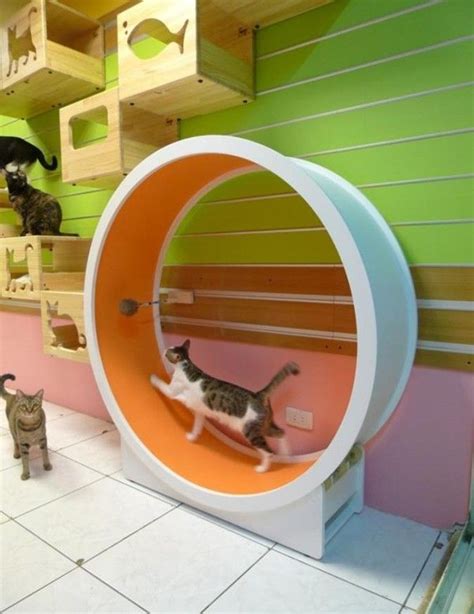 It's a circular treadmill designed to help. Pin on cats - DIY
