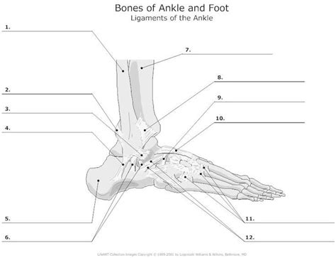 Long bones, especially the femur and tibia, are subjected to most of the load during daily activities and they are crucial for skeletal mobility. Printable Anatomy Labeling Worksheets in 2020 | Anatomy bones, Anatomy, Anatomy practice