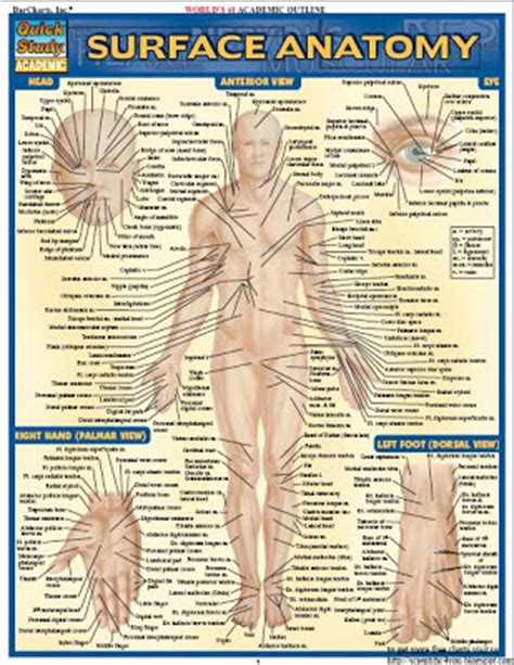 You can click the links in the image, or the links below the image to find out more information on any muscle group. Download Free Book Series: BarCharts QuickStudy Surface ...