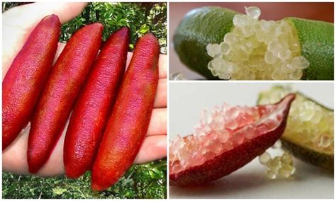 Finger limes are for sale at daleys fruit tree. Get To Know Your Native Ingredients: Finger Lime | 1 ...